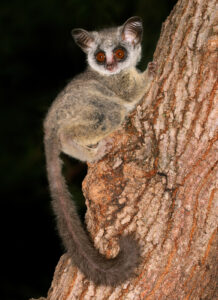 Also known as a Galago